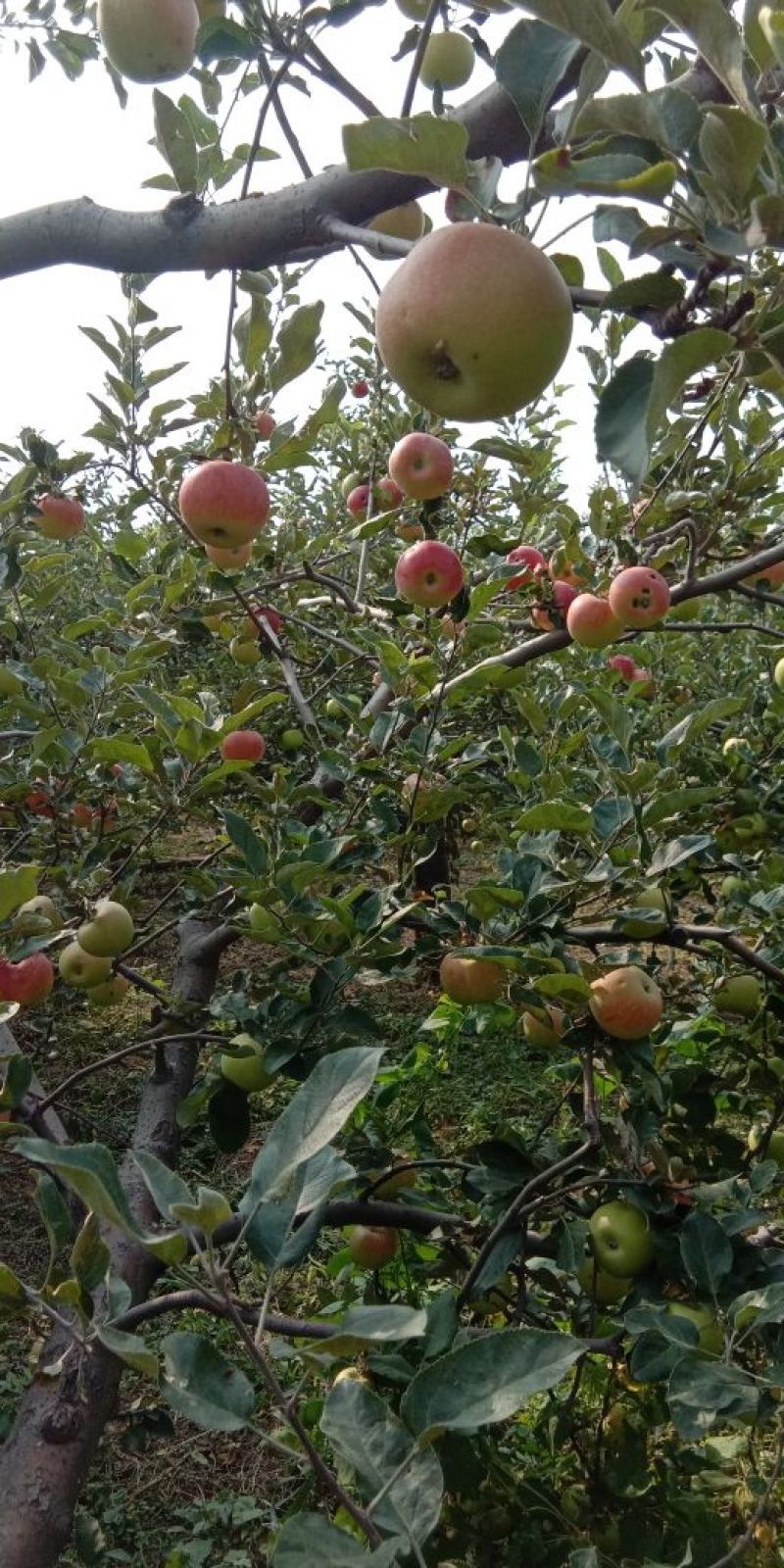 今年鲜苹果