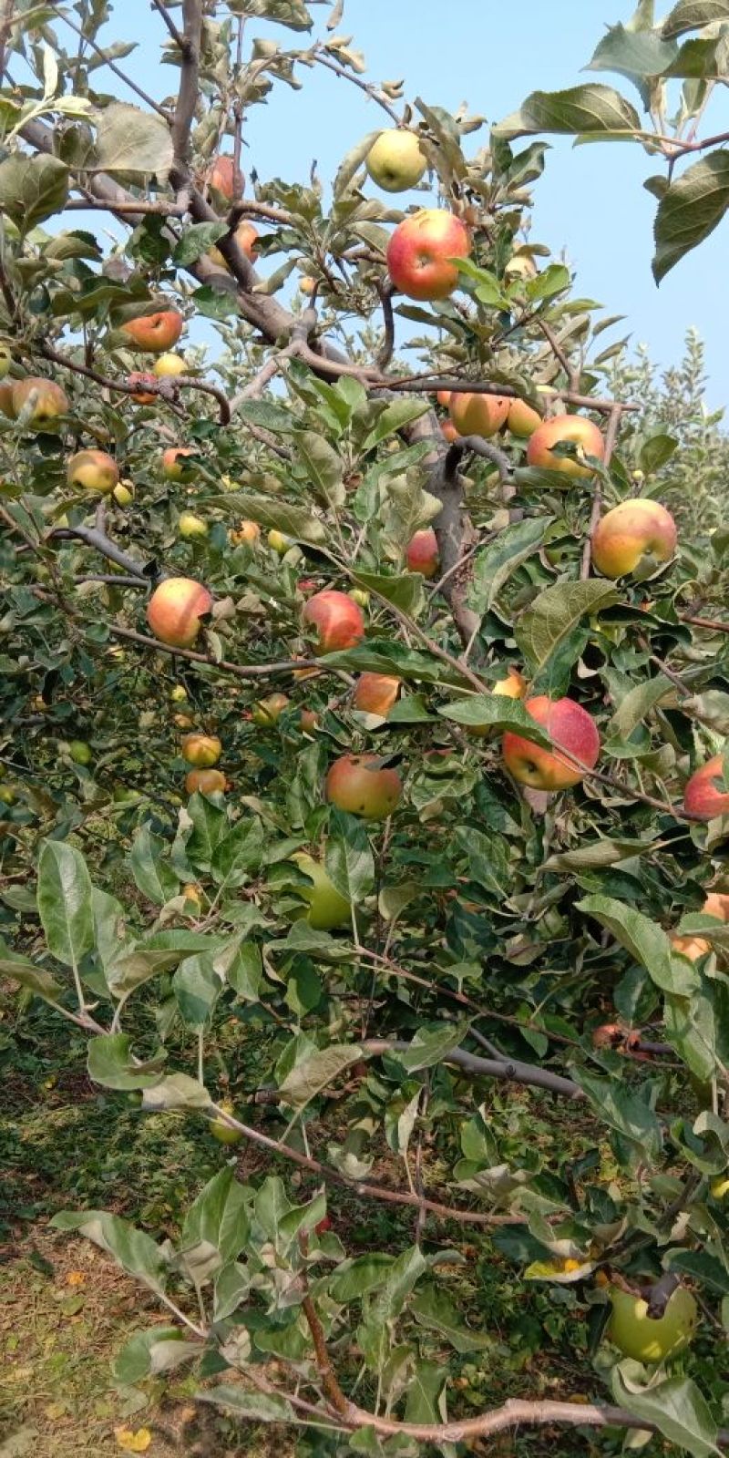 今年鲜苹果