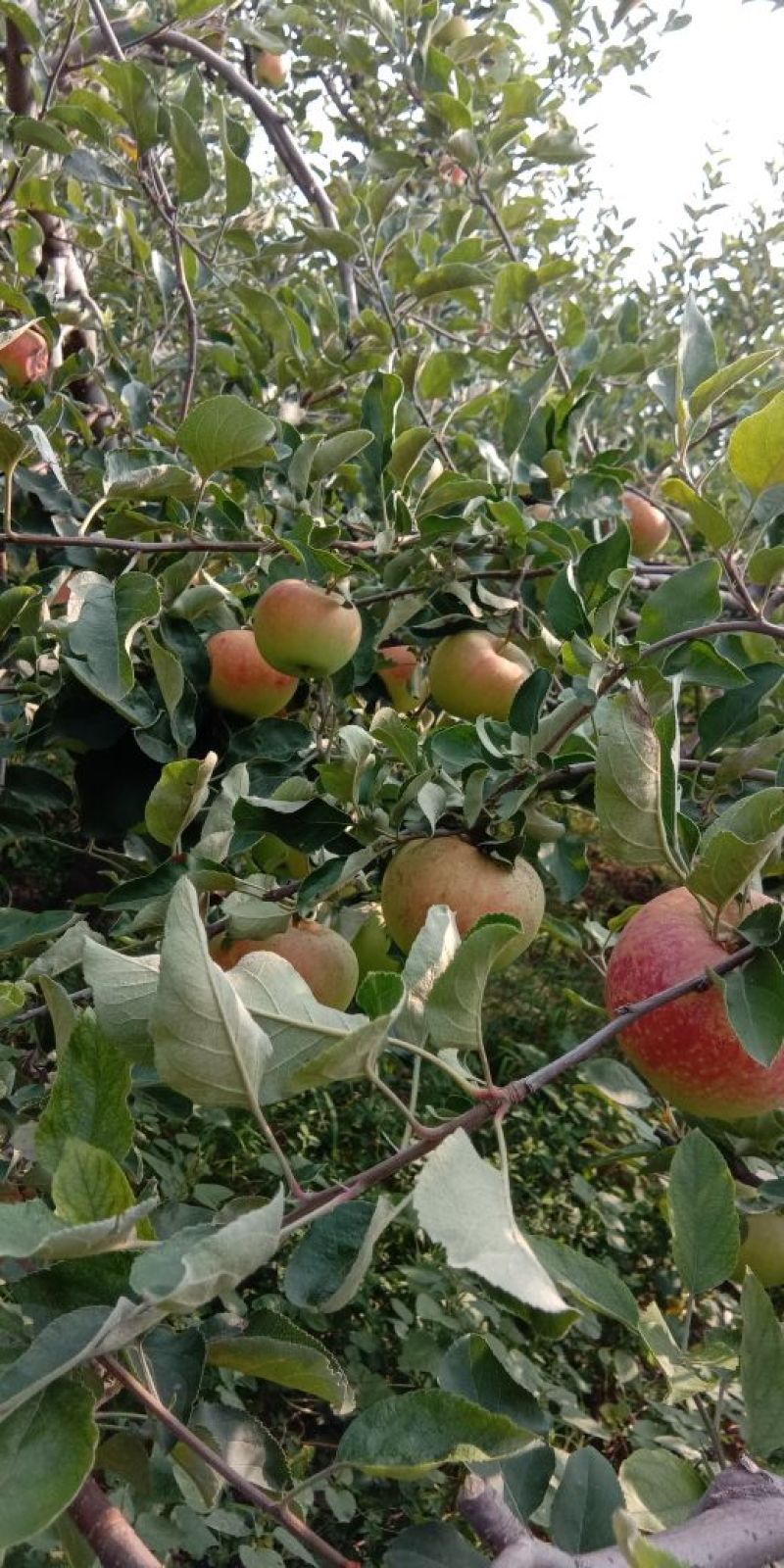 今年鲜苹果