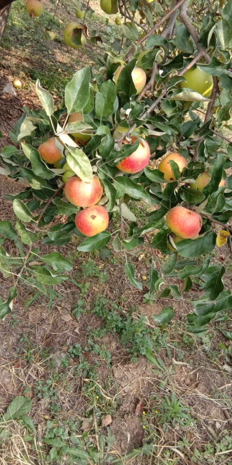 今年鲜苹果