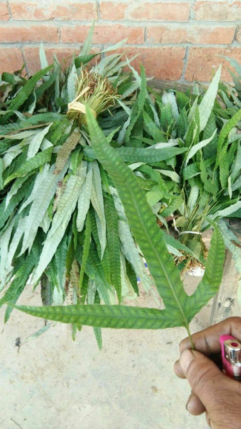 [精品]金鸡脚草，深山采集干鲜都有货，每年十月后没鲜货