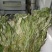 [精品]金鸡脚草，深山采集干鲜都有货，每年十月后没鲜货