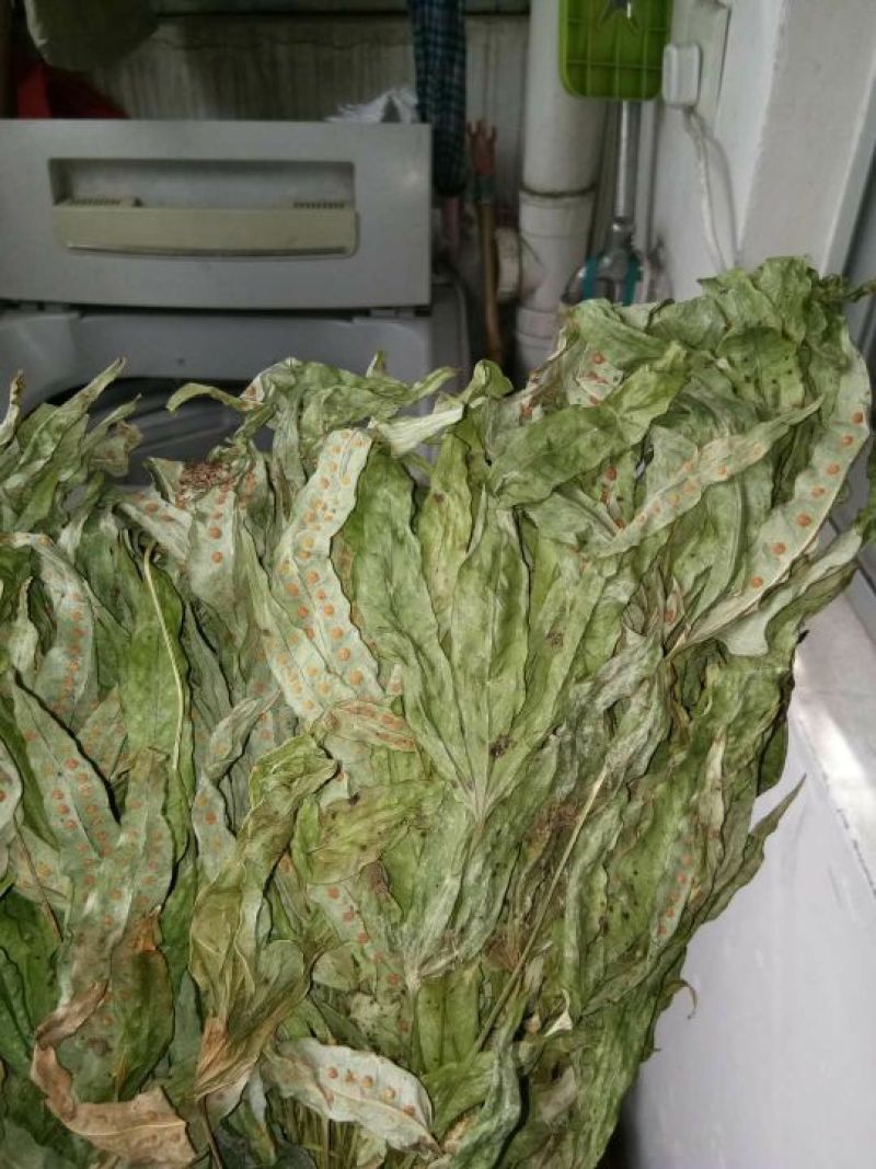[精品]金鸡脚草，深山采集干鲜都有货，每年十月后没鲜货