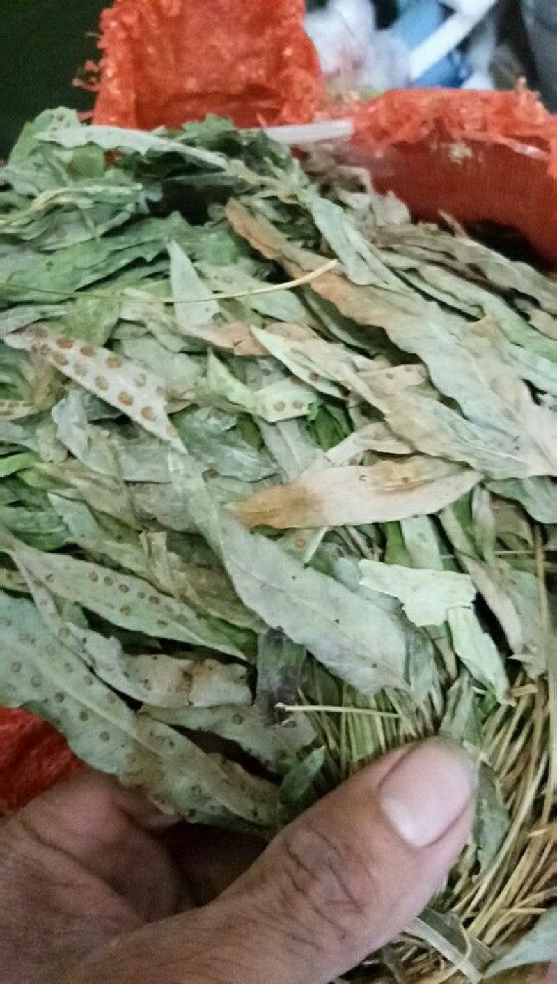 [精品]金鸡脚草，深山采集干鲜都有货，每年十月后没鲜货