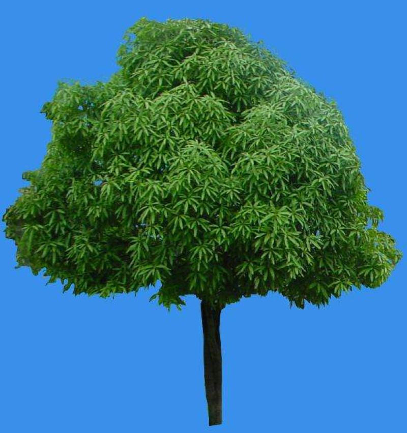 扁桃树苗(又名天桃树1-20公分都大量有货)
