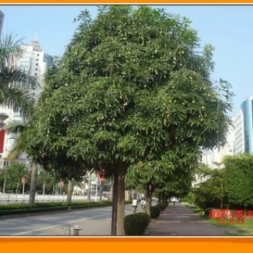 扁桃树苗(又名天桃树1-20公分都大量有货)