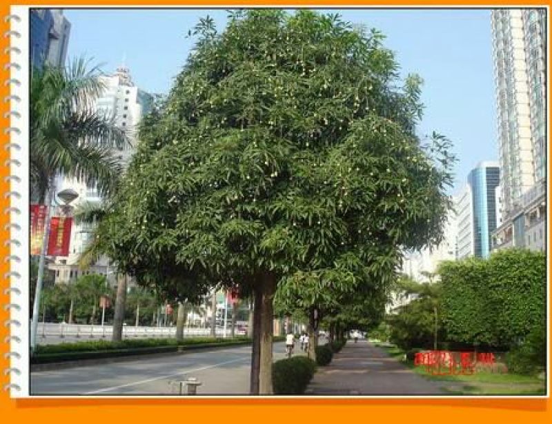 扁桃树苗(又名天桃树1-20公分都大量有货)