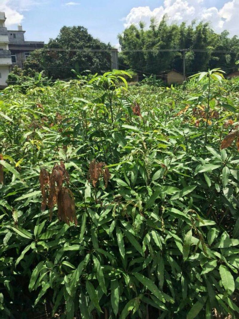 扁桃树苗(又名天桃树1-20公分都大量有货)