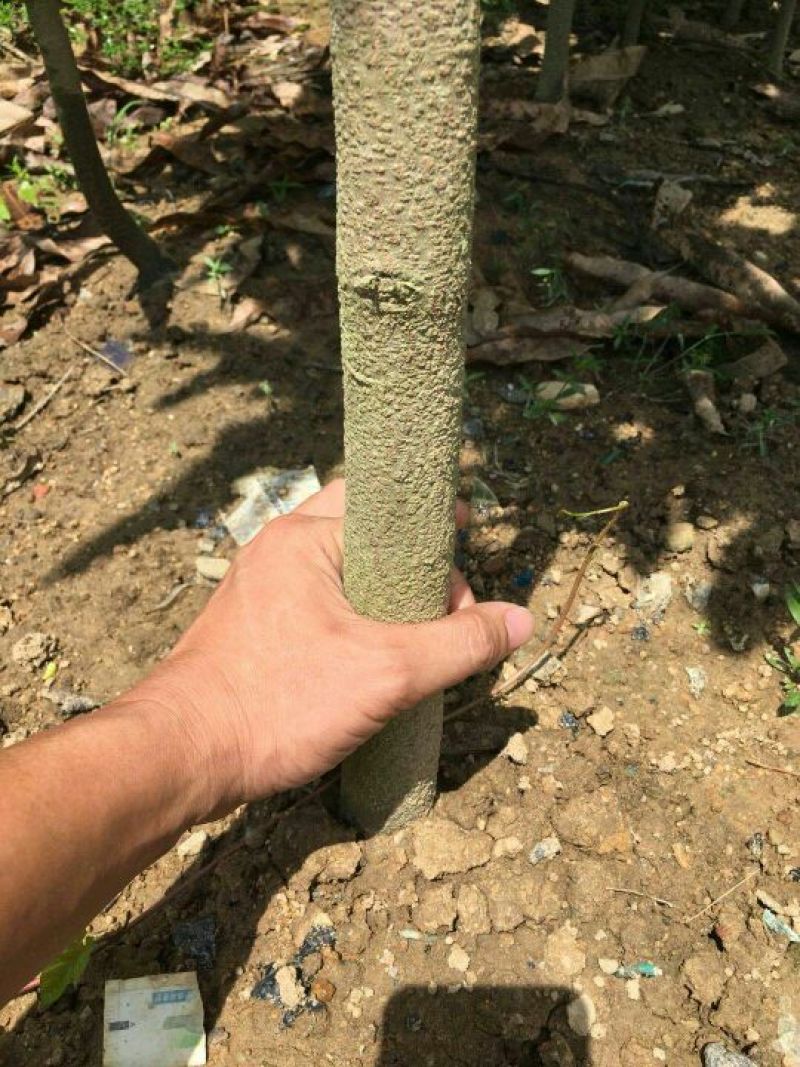 扁桃树苗(又名天桃树1-20公分都大量有货)