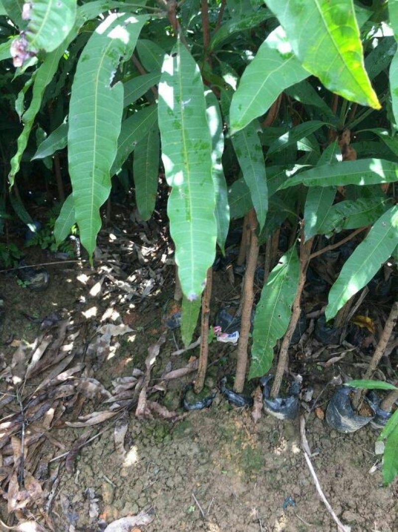 扁桃树苗(又名天桃树1-20公分都大量有货)