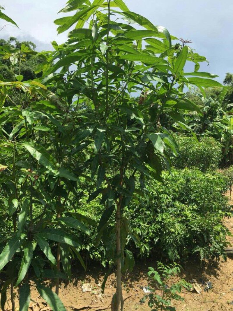 扁桃树苗(又名天桃树1-20公分都大量有货)