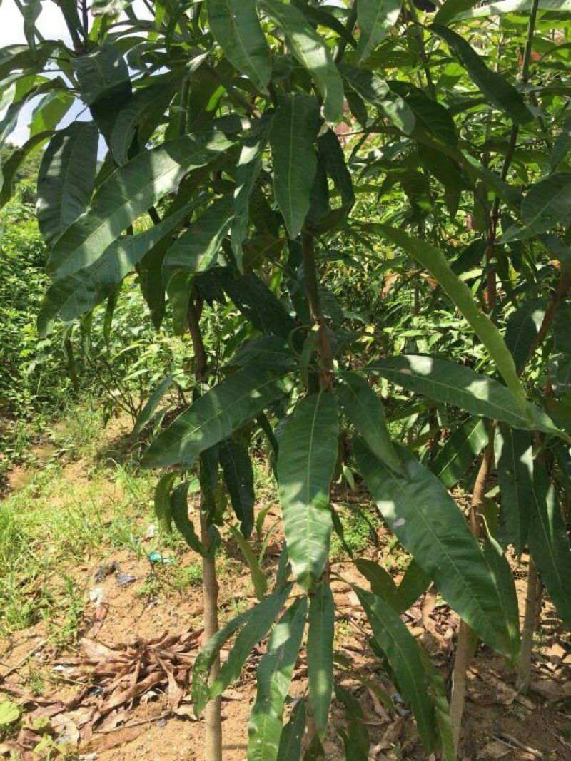 扁桃树苗(又名天桃树1-20公分都大量有货)