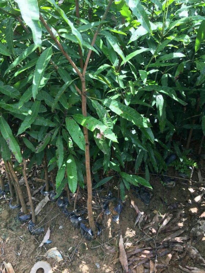 扁桃树苗(又名天桃树1-20公分都大量有货)