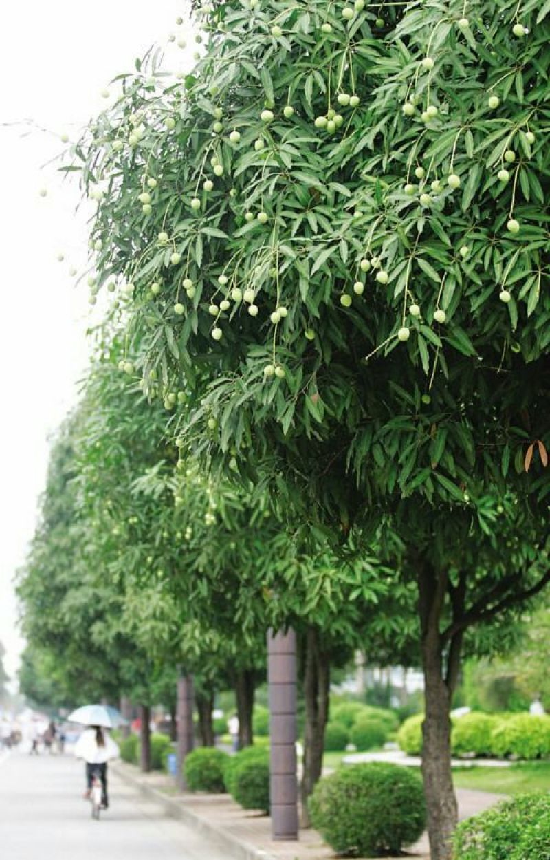 扁桃树苗(又名天桃树1-20公分都大量有货)