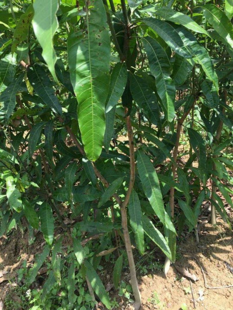 扁桃树苗(又名天桃树1-20公分都大量有货)