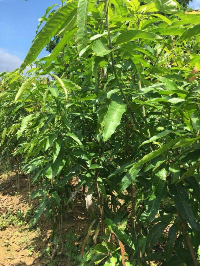 扁桃树苗(又名天桃树1-20公分都大量有货)