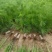 30公分油松苗营养袋