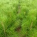 30公分油松苗营养袋