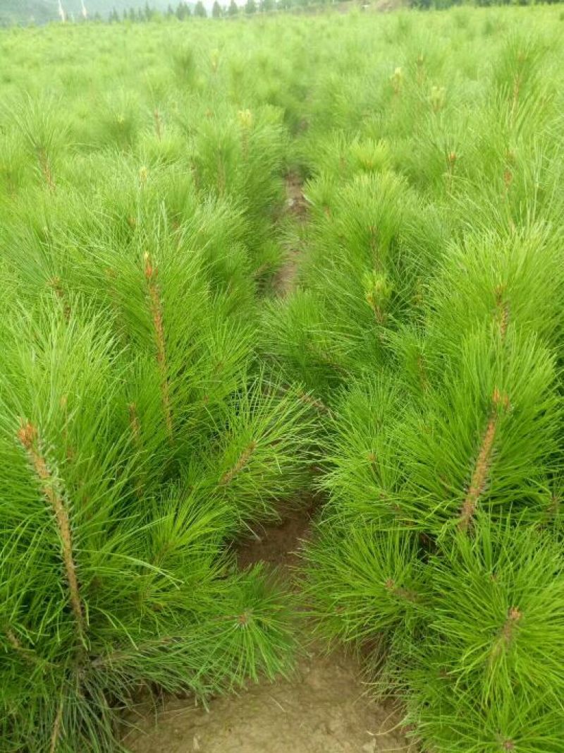 30公分油松苗营养袋