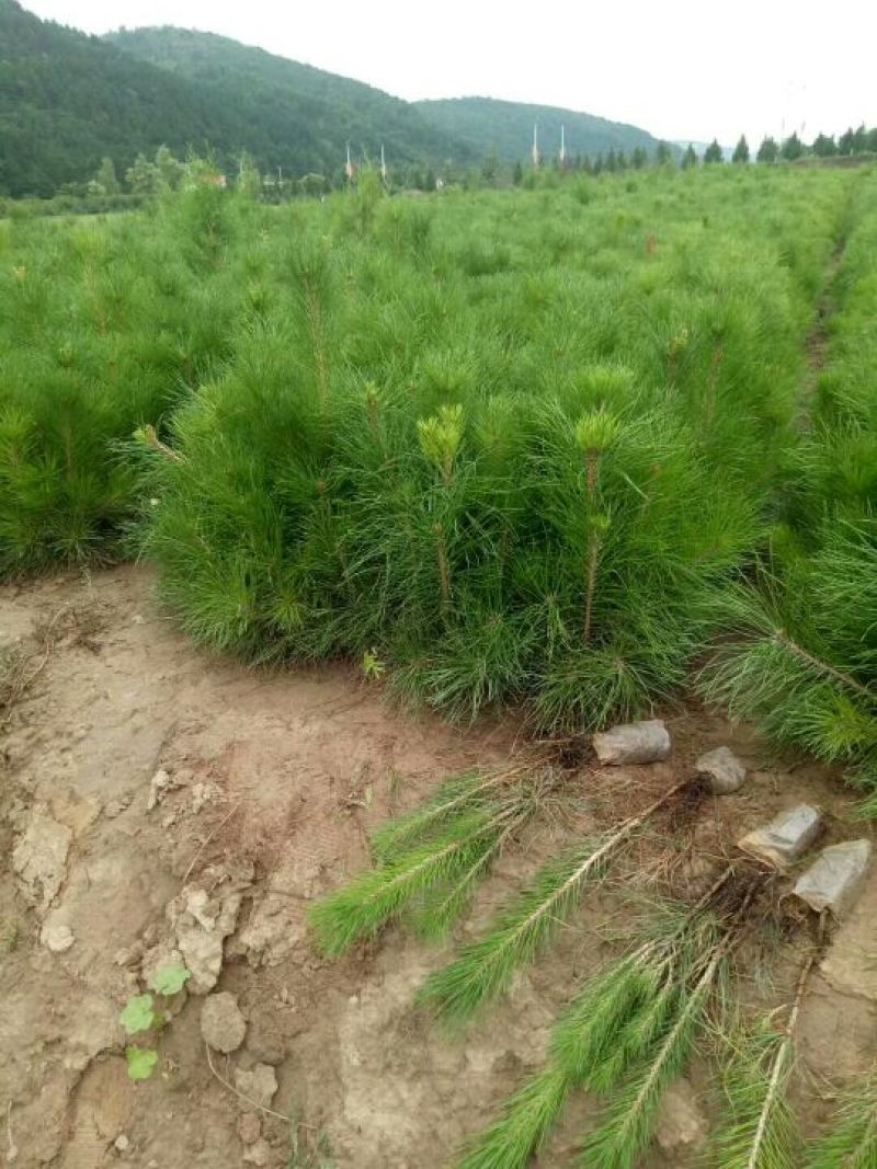30公分油松苗营养袋