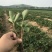 草莓苗当天发货冷链发车甜宝草莓苗起苗保湿邮寄