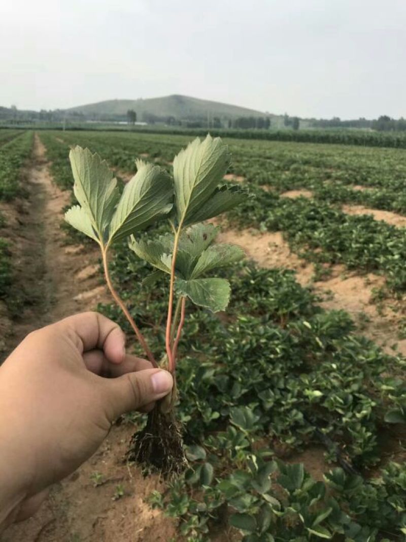 草莓苗当天发货冷链发车甜宝草莓苗起苗保湿邮寄