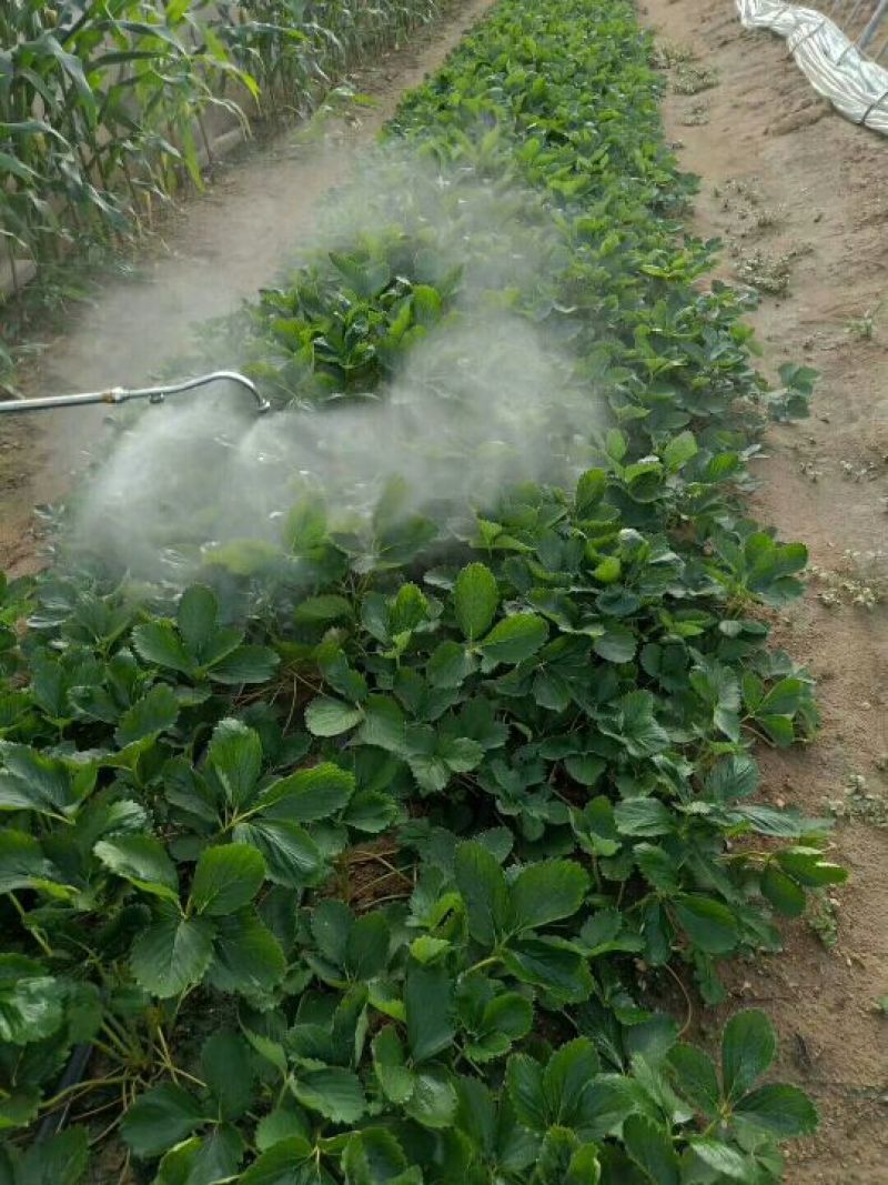 草莓苗当天发货冷链发车甜宝草莓苗起苗保湿邮寄