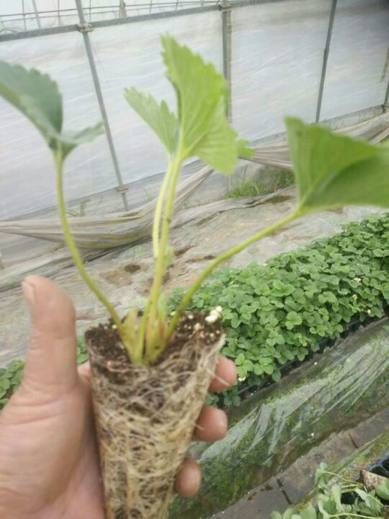 草莓苗当天发货冷链发车甜宝草莓苗起苗保湿邮寄