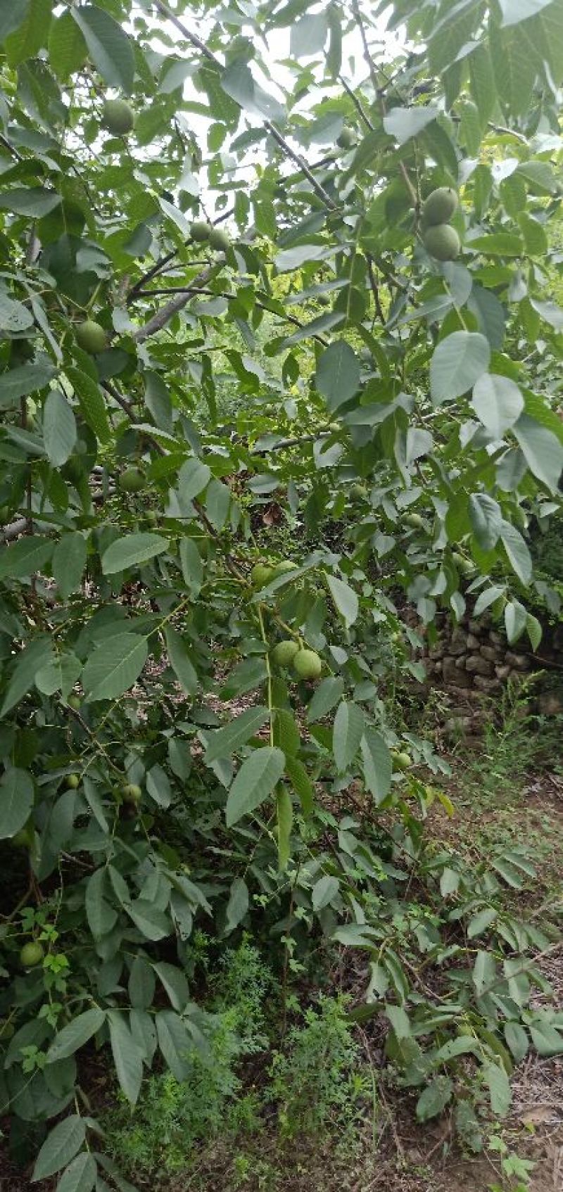青皮核桃