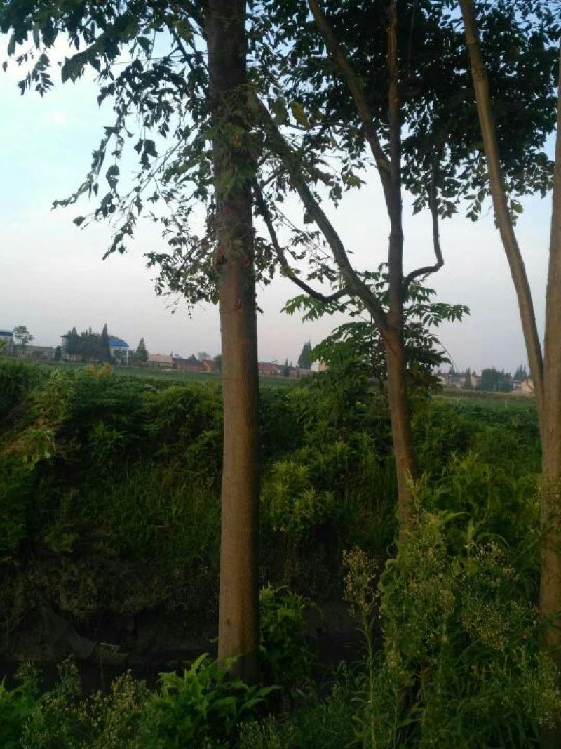 栾树