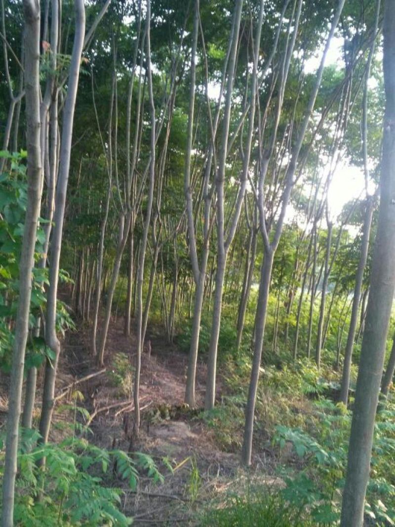 栾树