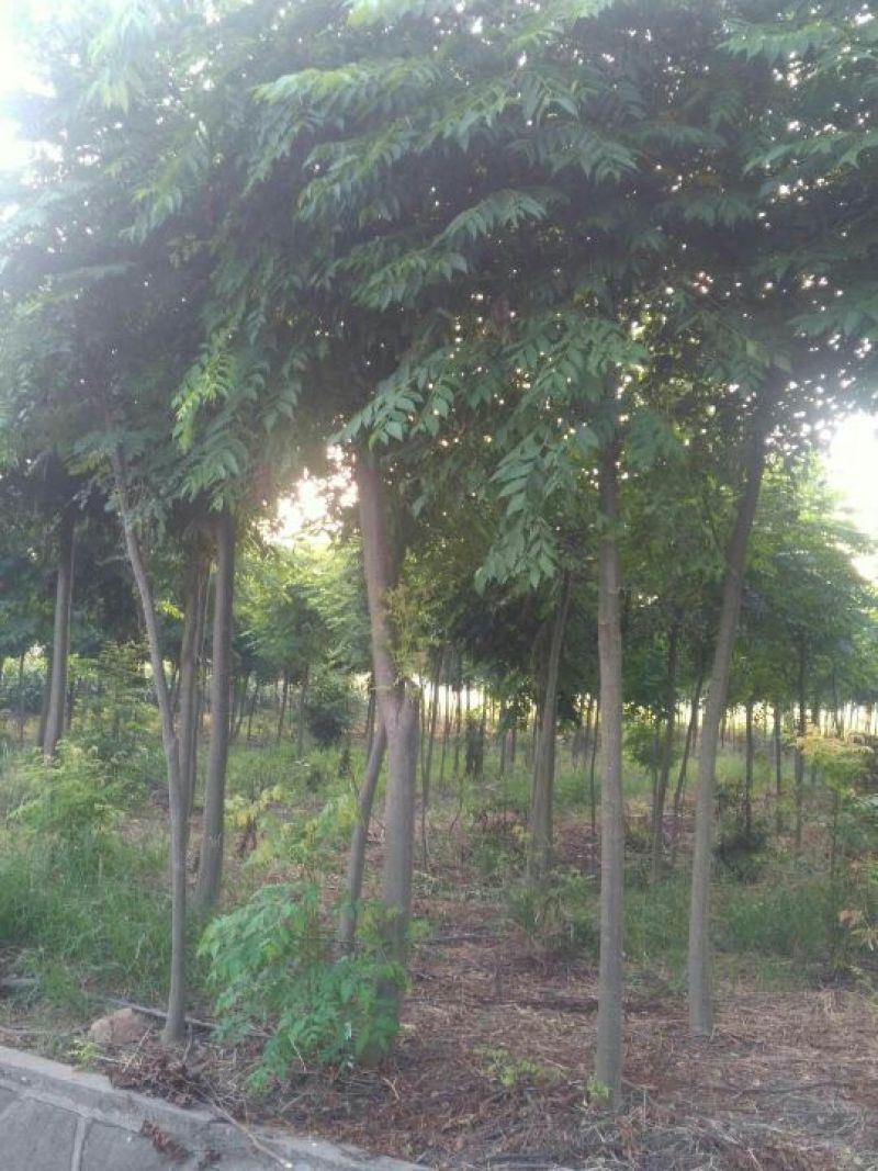 栾树