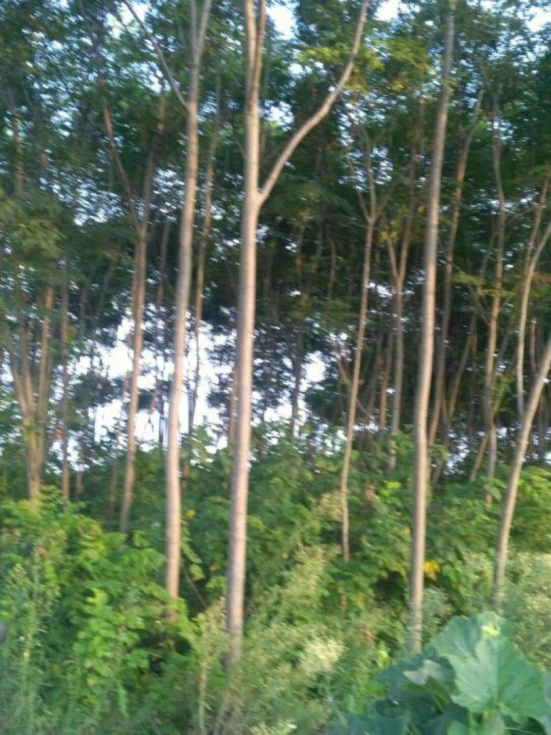 栾树