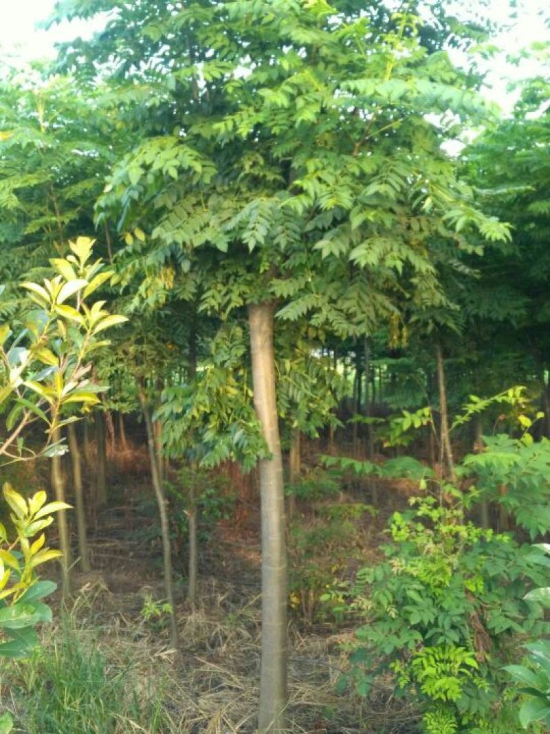 栾树