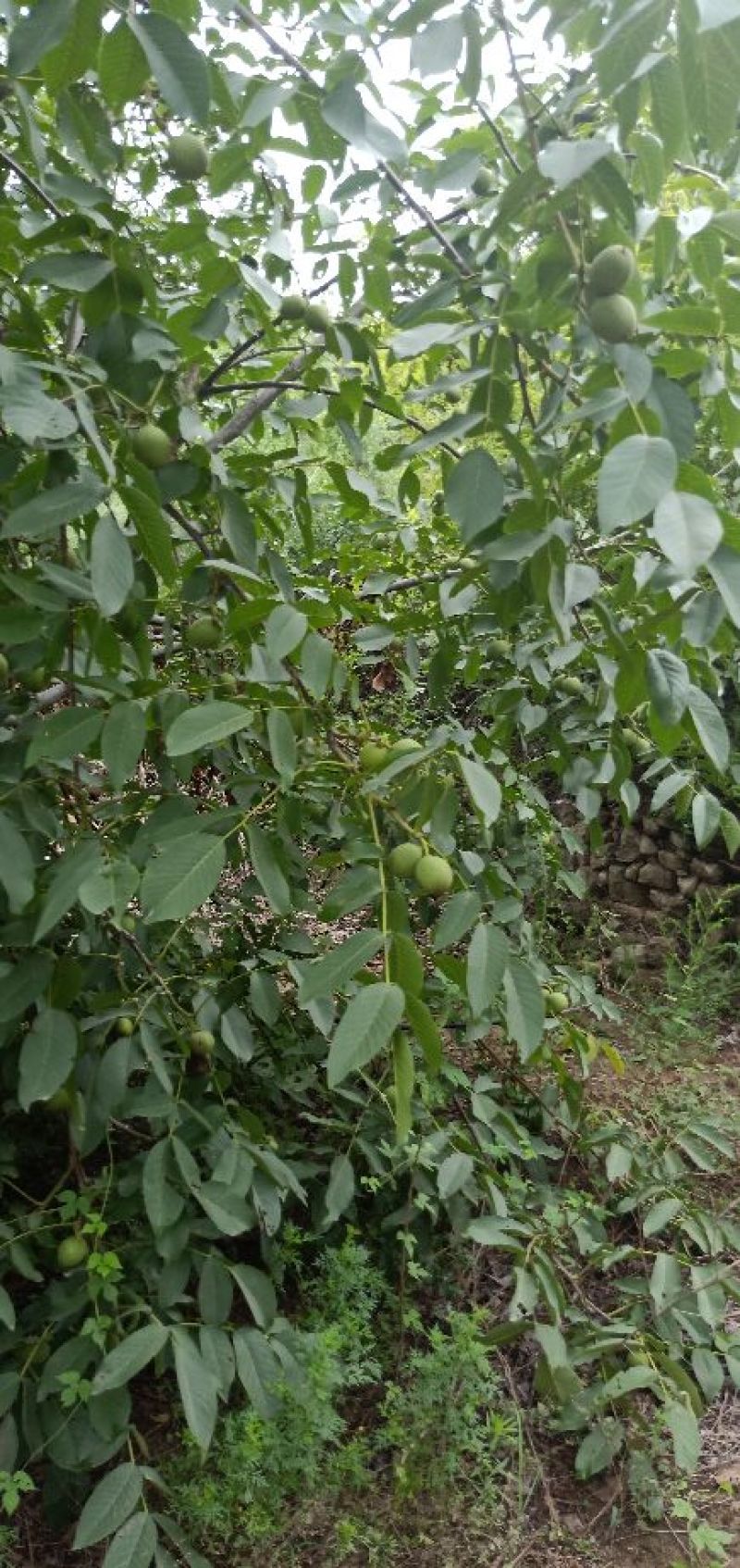 青皮核桃