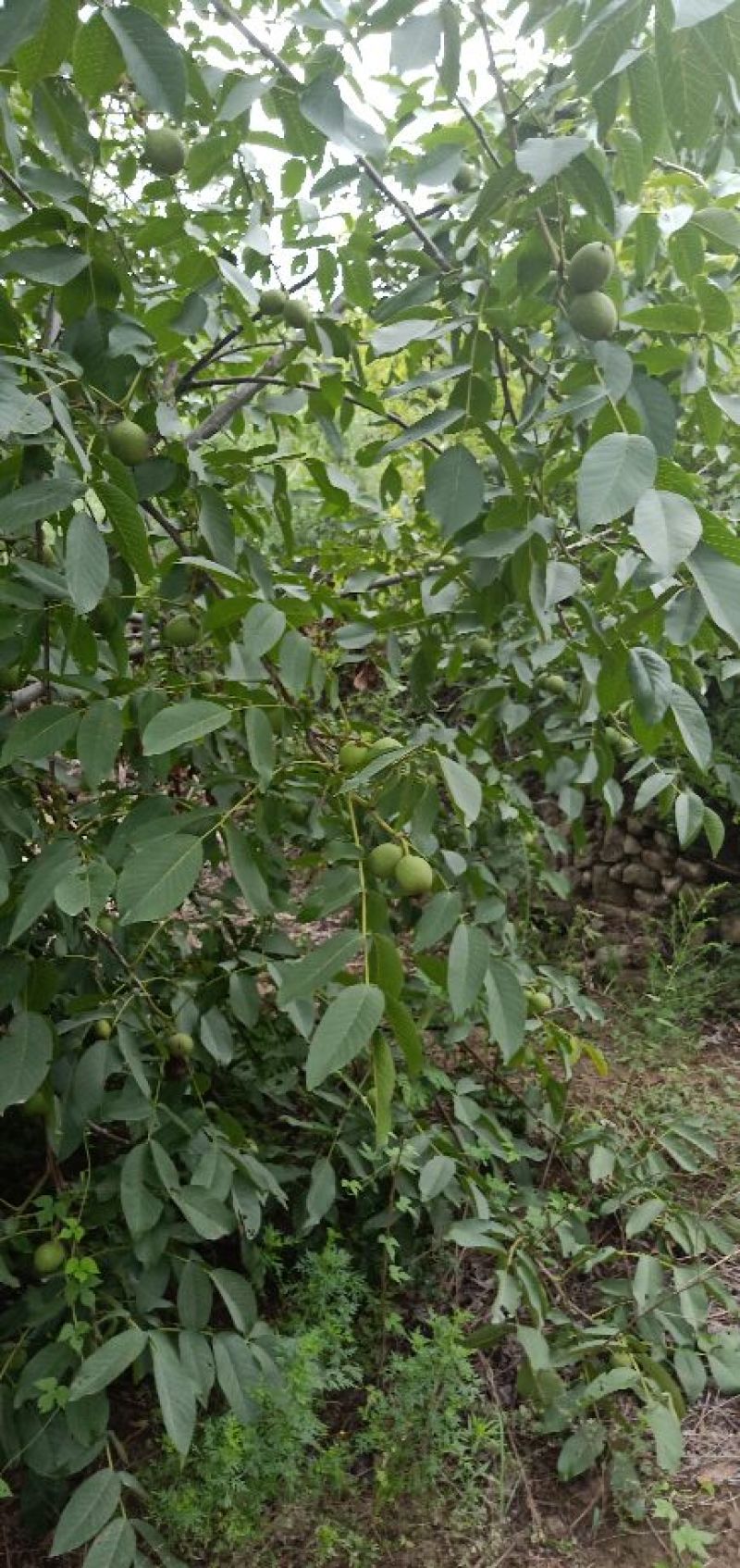 青皮核桃