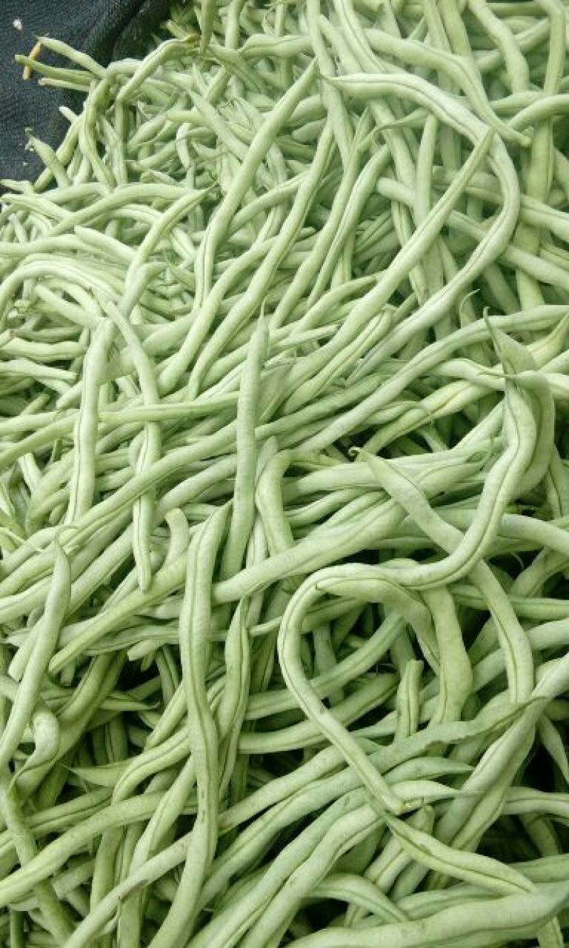 精品白无丝架豆王通货