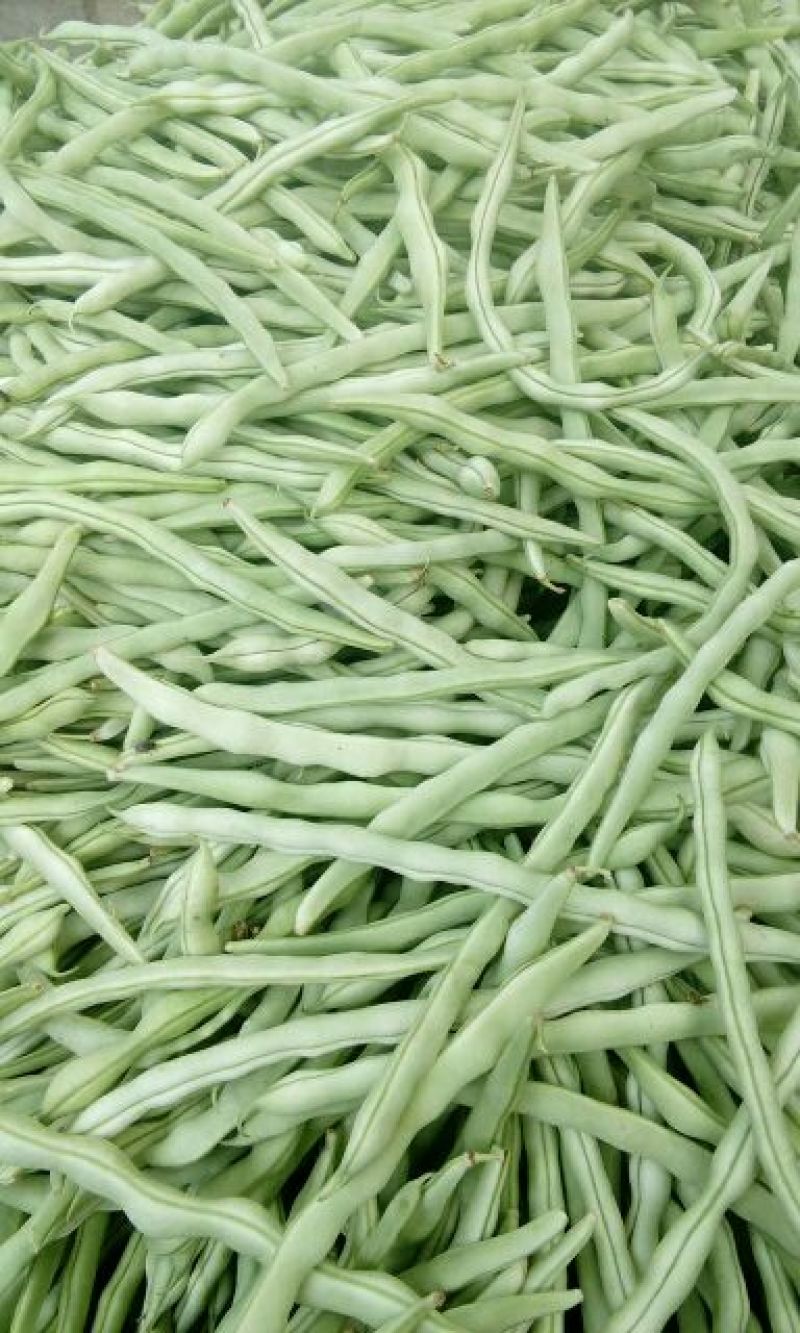 精品白无丝架豆王通货