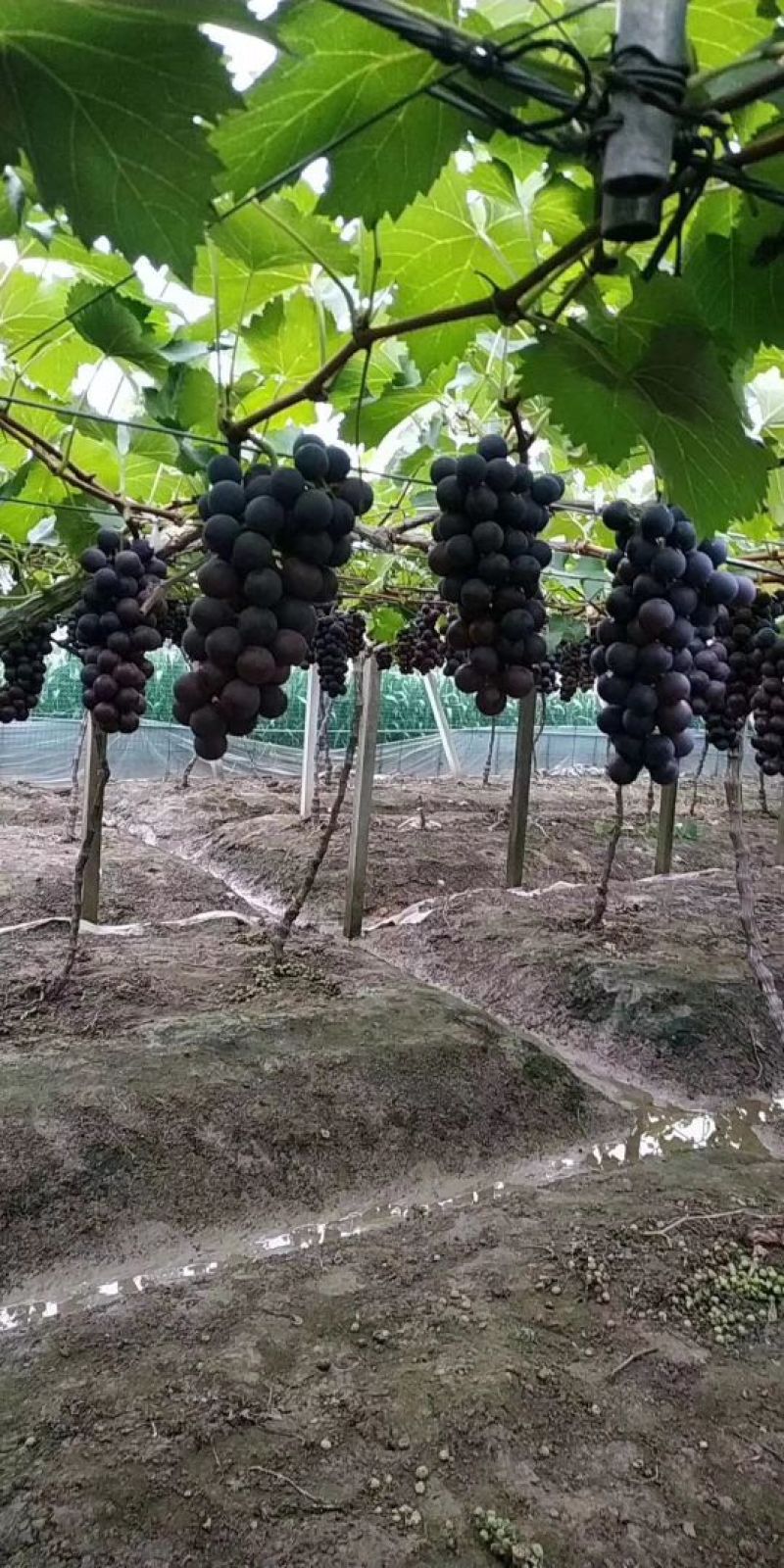 巨峰葡萄