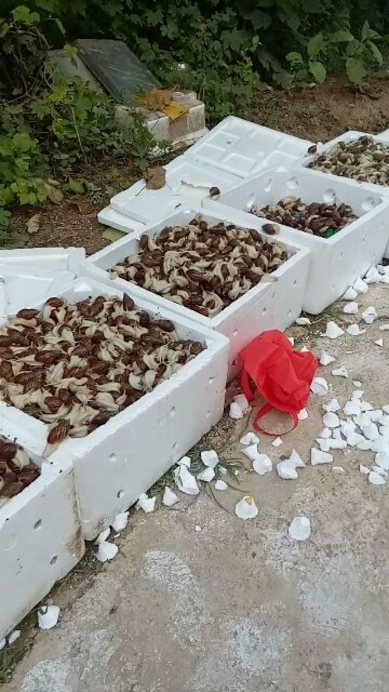 优质白玉蜗牛直供