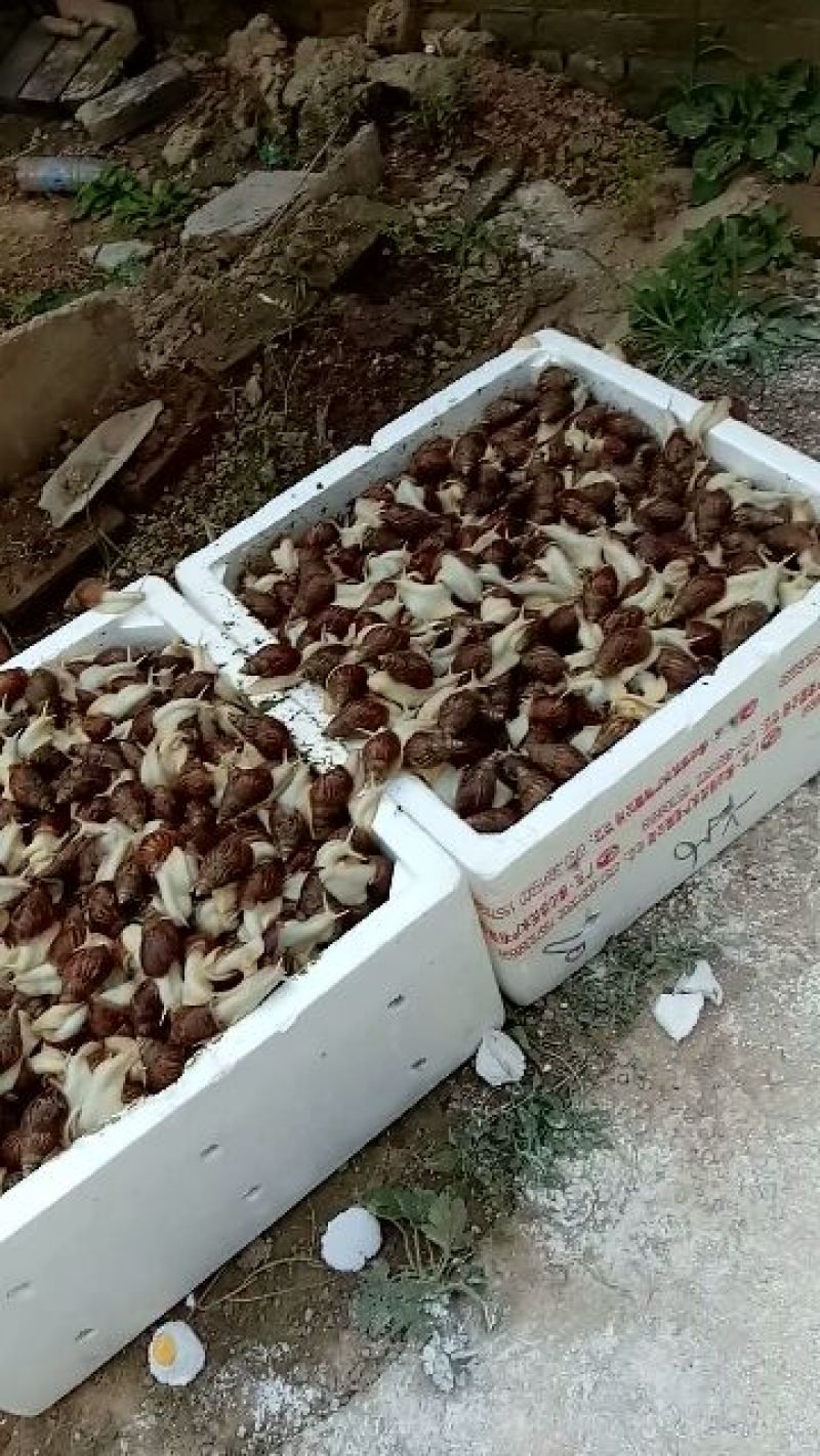 优质白玉蜗牛直供