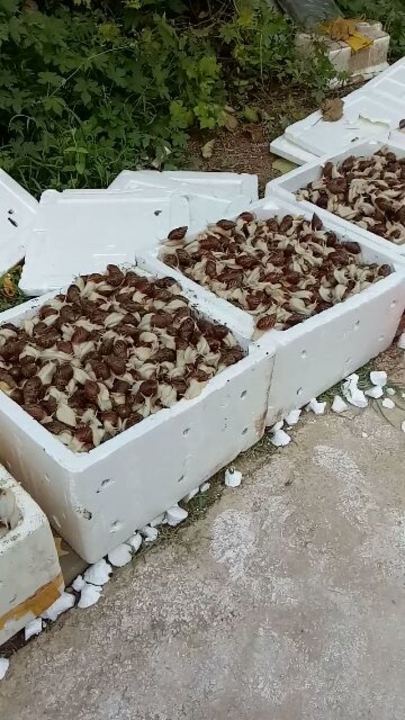 优质白玉蜗牛直供