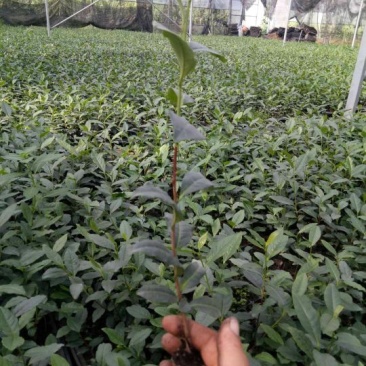 茶树种苗带土球的苗