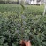 茶树种苗带土球的苗
