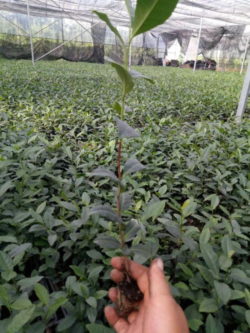 茶树种苗带土球的苗