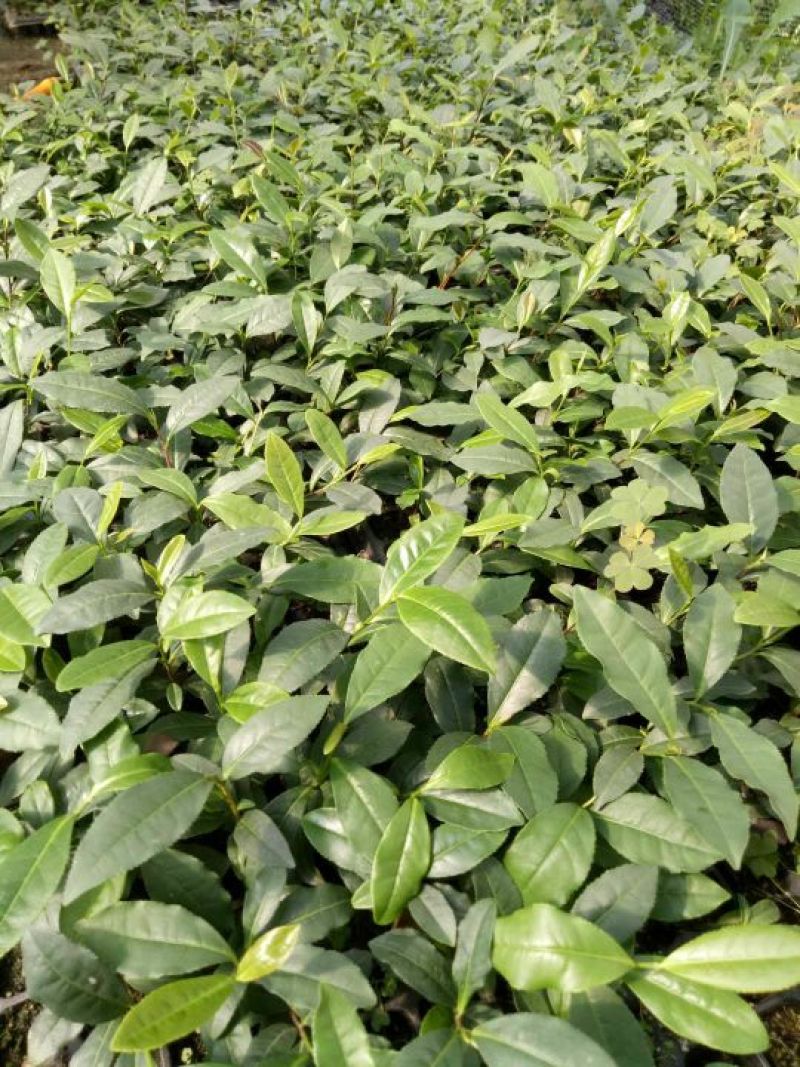 茶树种苗带土球的苗