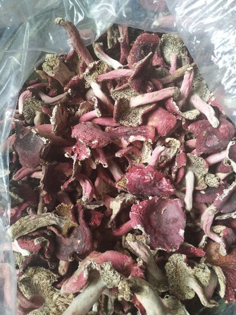 野生红菇