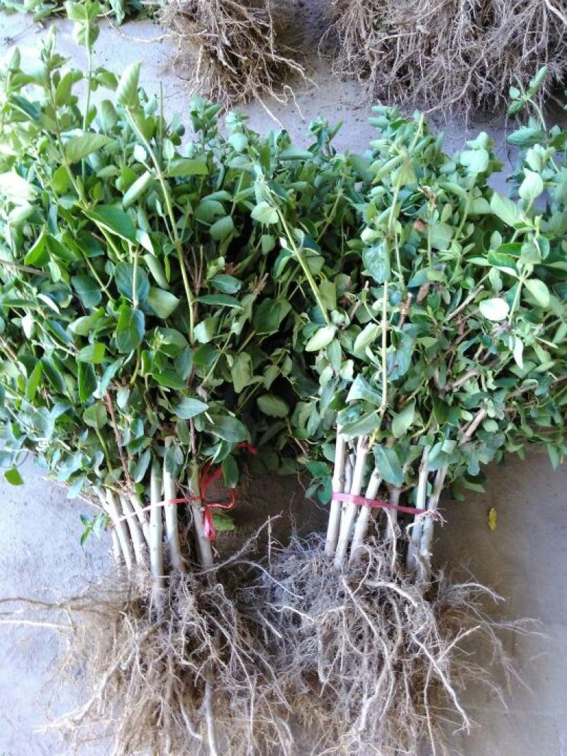 四季金银花苗树型巨花一号金银花苗木高产易管理