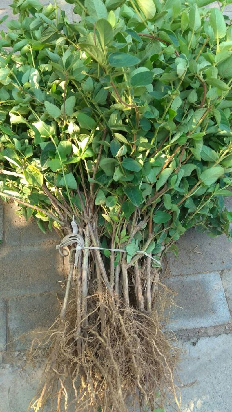 四季金银花苗树型巨花一号金银花苗木高产易管理