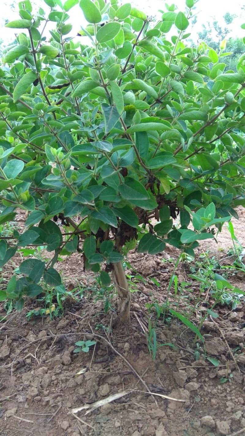 四季金银花苗树型巨花一号金银花苗木高产易管理